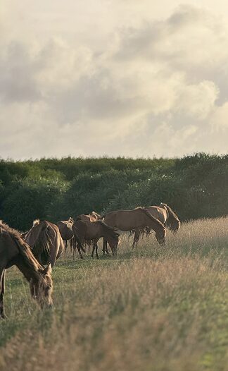 Some horses are eating glass.